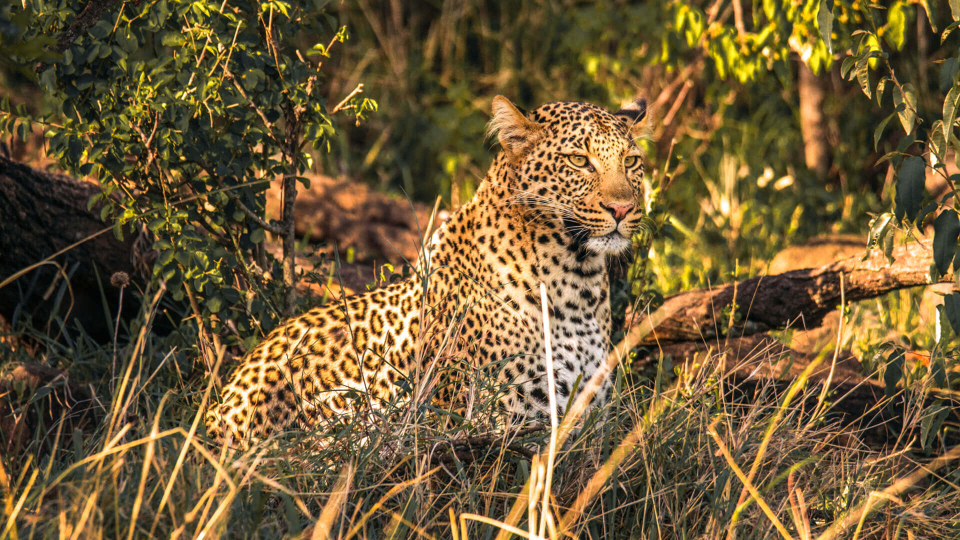 Asilia Africa